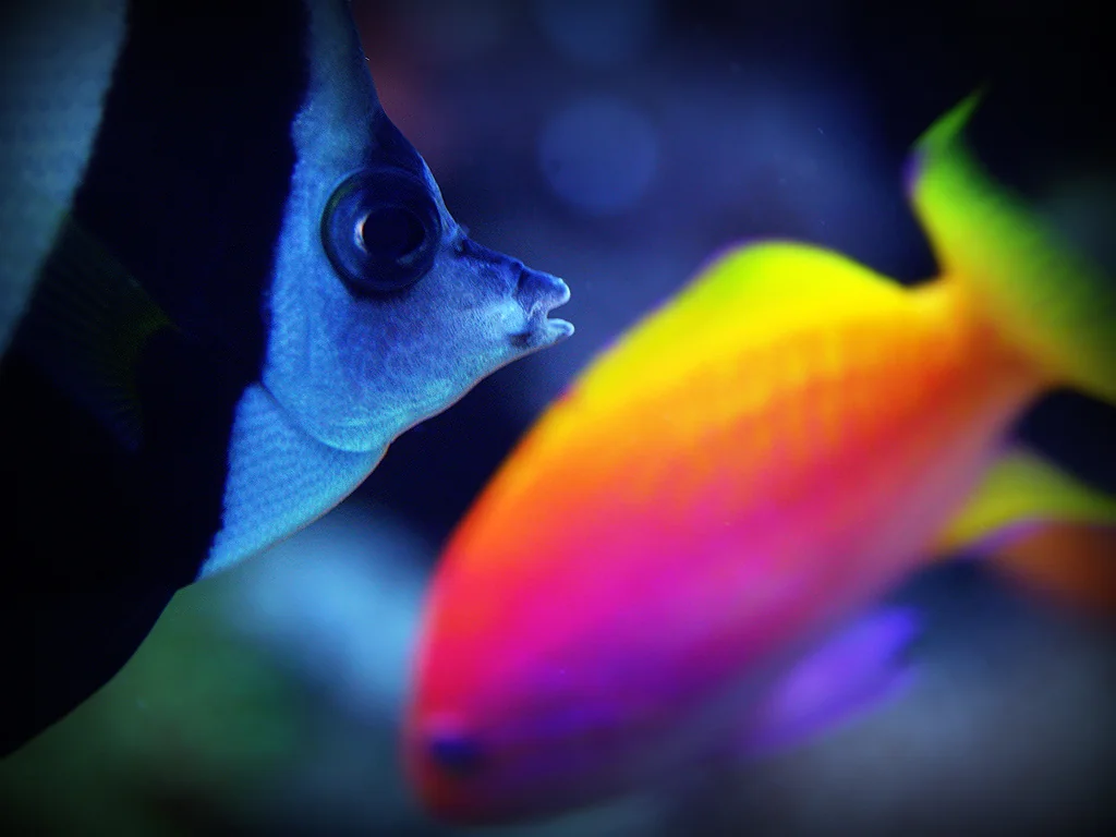 Pisces