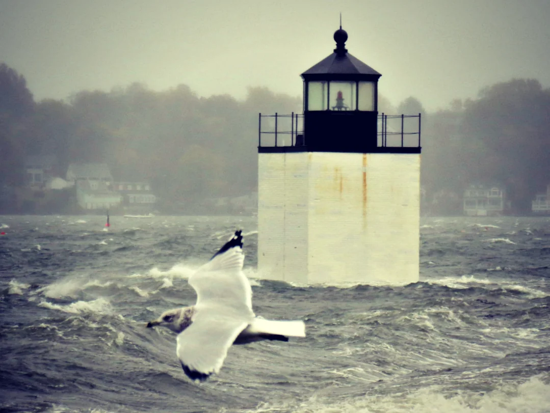 Gull in the Hurricane