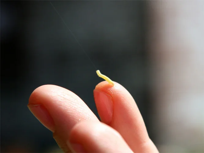 Birth of an Inchworm