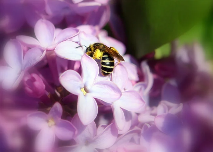 Wasp on Lilac